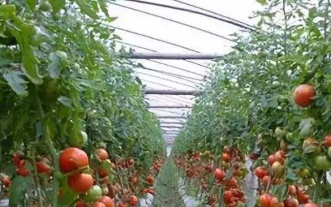 西红柿种植温度最低几度，盘点西红柿的生长环境是怎样的