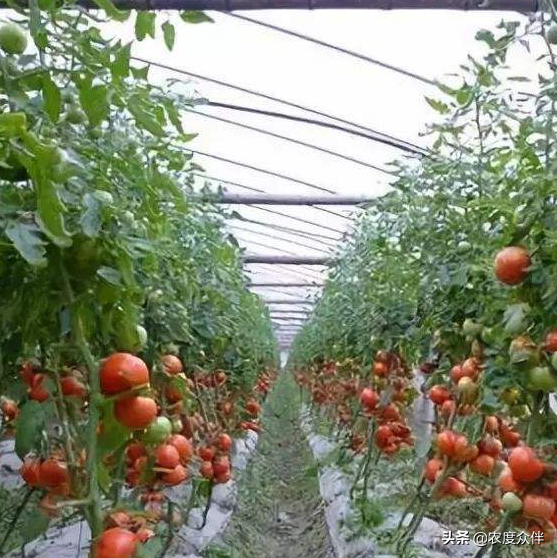 西红柿种植温度最低几度，盘点西红柿的生长环境是怎样的