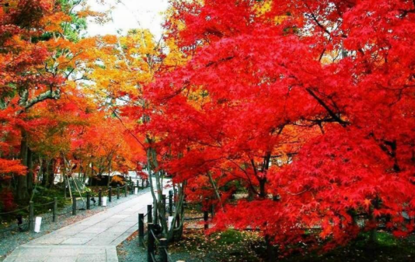 北京香山红叶什么时候红，看香山枫叶的最佳时间
