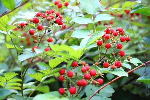 树莓是什么季节的水果，树莓在几月份成熟