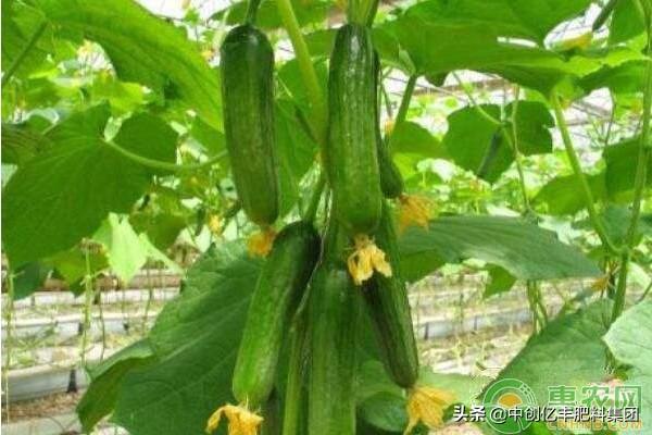 黄瓜的生长周期多少天，黄瓜的养殖方法