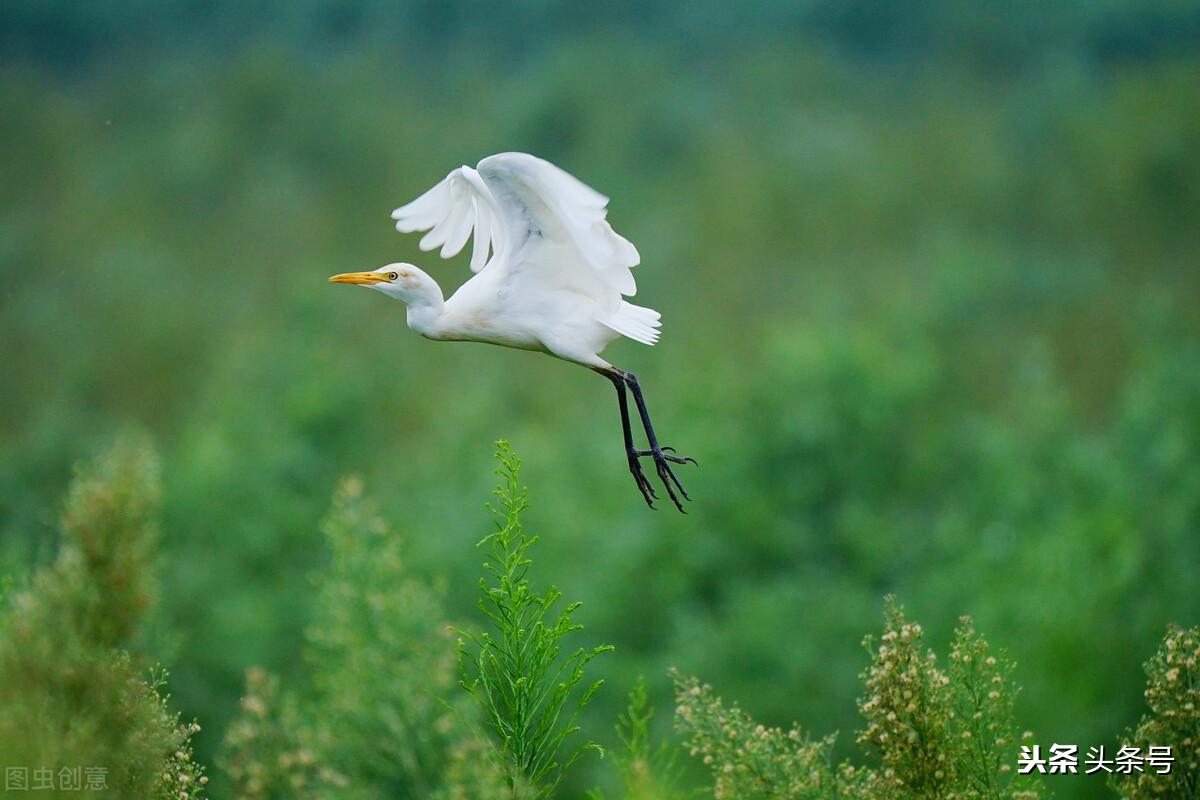 非洲白鹭花的花语是什么,白鹭花的寓意