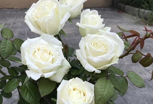白蔷薇开花时间，白蔷薇花期是几月份
