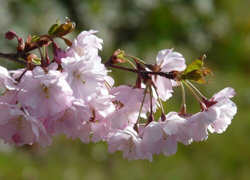 寒绯樱的花语是什么，寒绯樱代表的含义和象征