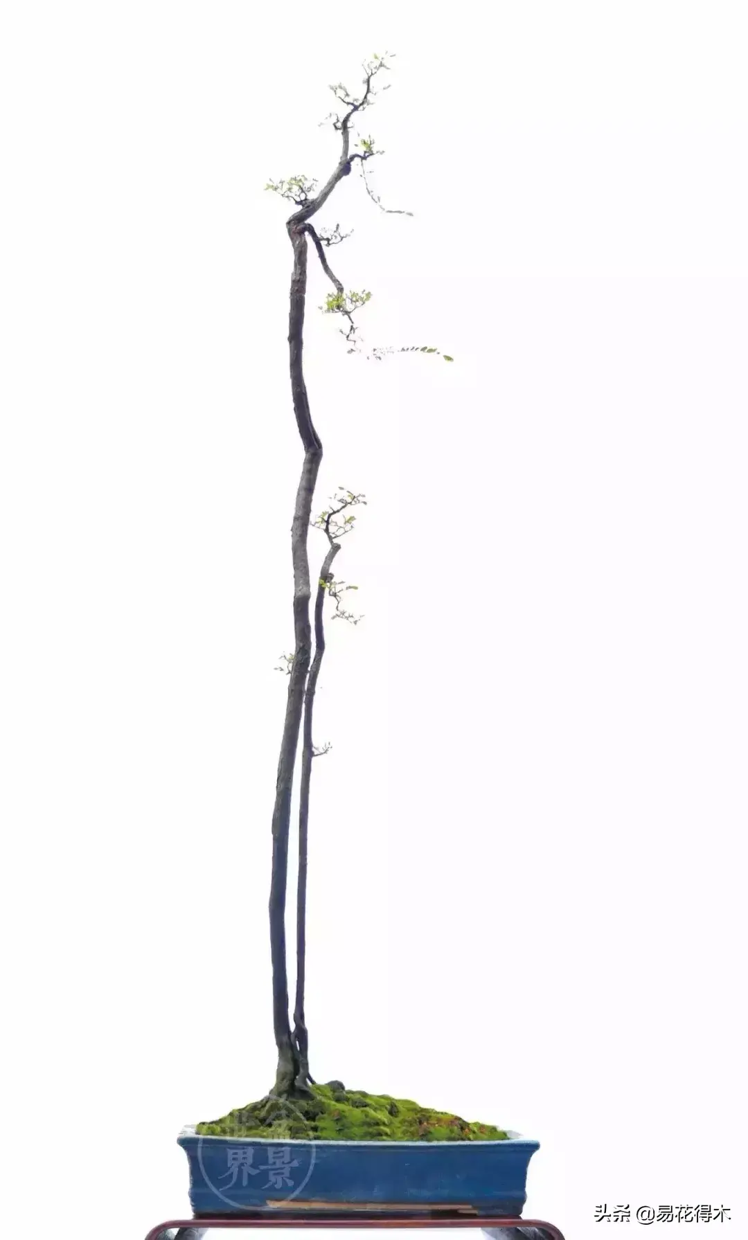 山格木是什么植物，关于山格木的介绍
