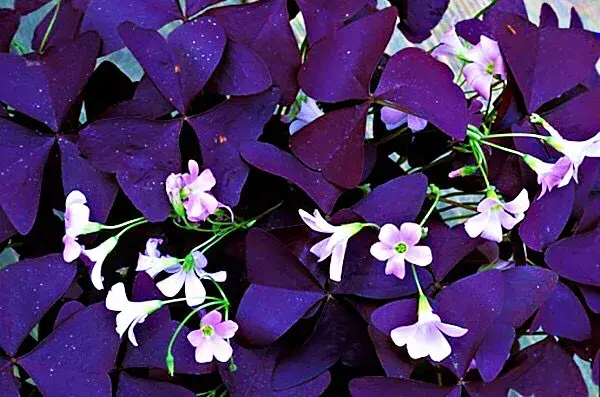 紫叶酢浆草喜阴还是喜阳，紫叶炸酱草的生长环境介绍