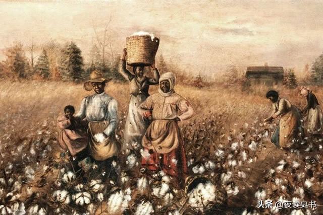 棉花原产地在哪个洲，棉花的起源是哪里