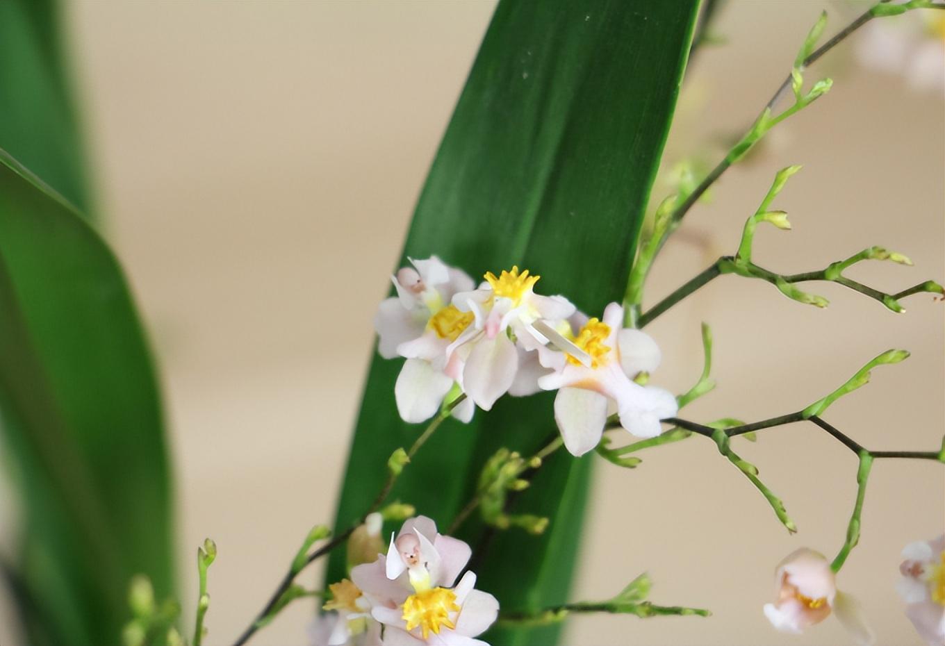 文心兰的花语是什么，文心兰哪个颜色最香