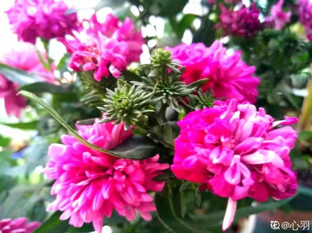 翠菊的花期能开多少天，翠菊一般在几月份开花