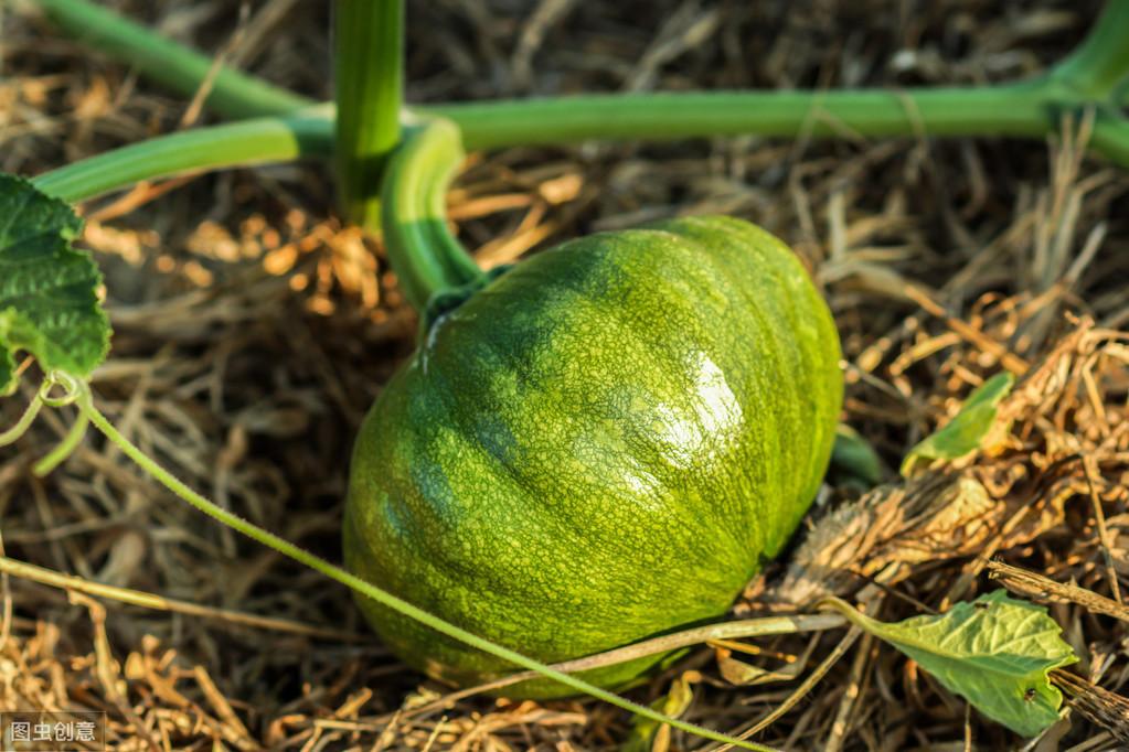 南瓜籽怎么种发芽快，南瓜育苗的方法和技巧