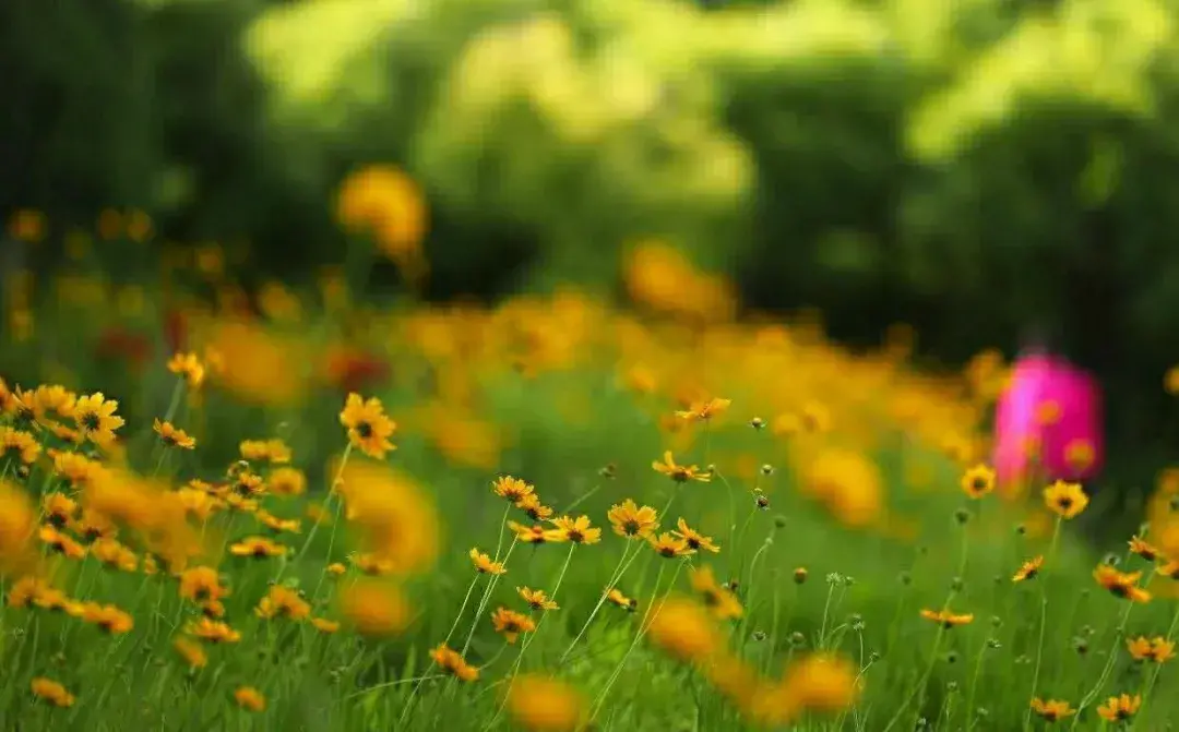 金鸡菊的花语是什么，金鸡菊的养护方法有哪些
