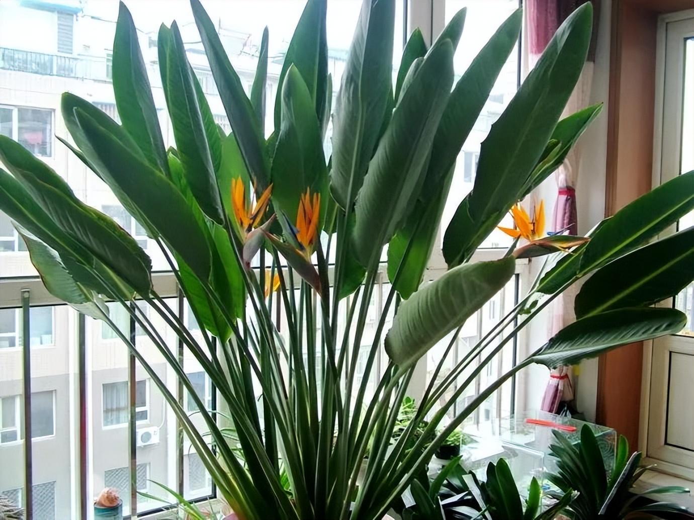 大型花卉盆栽室内，7种适合客厅养的大植物
