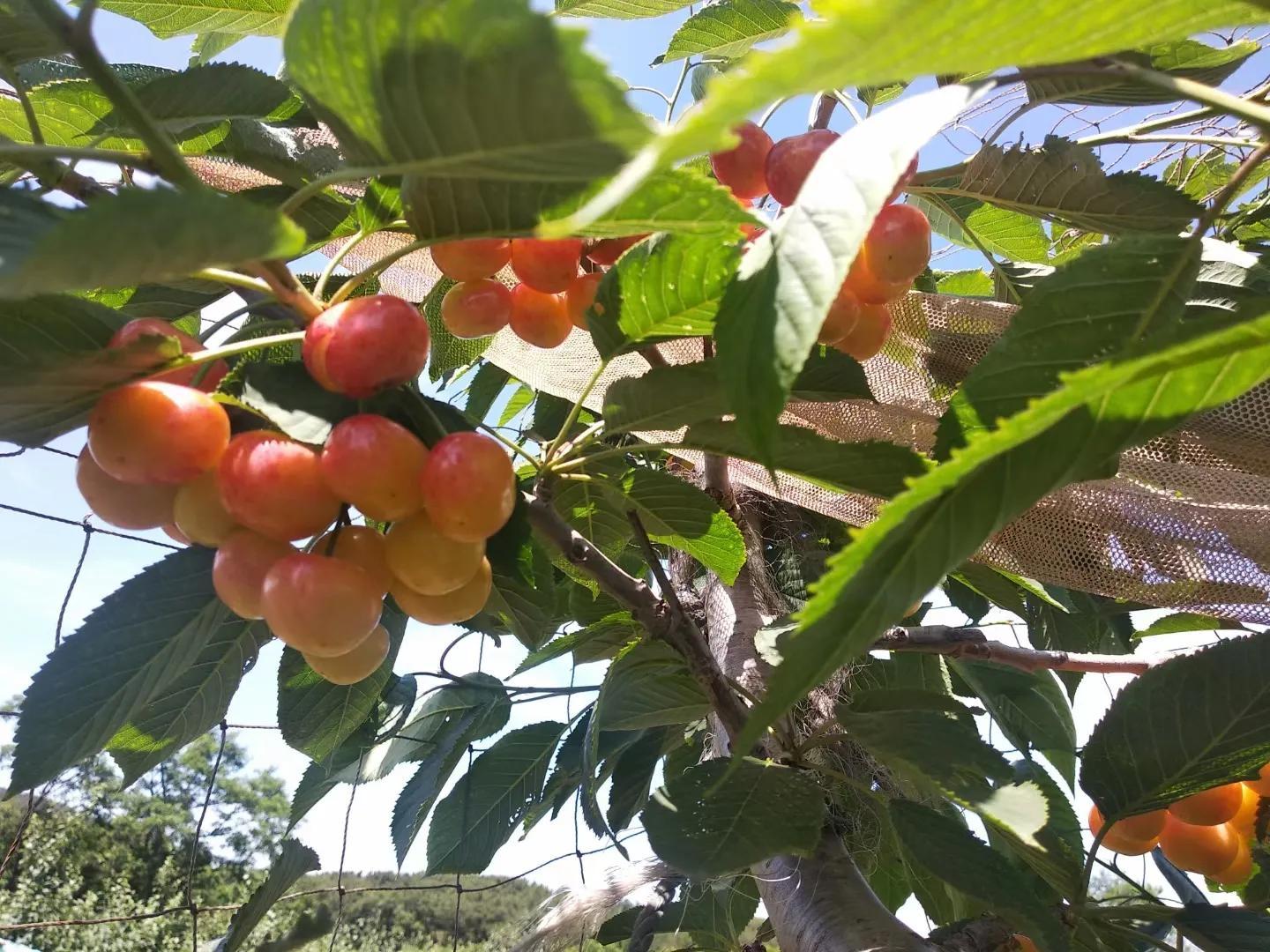樱桃产地在我国哪里，国内主要产樱桃的地区分布