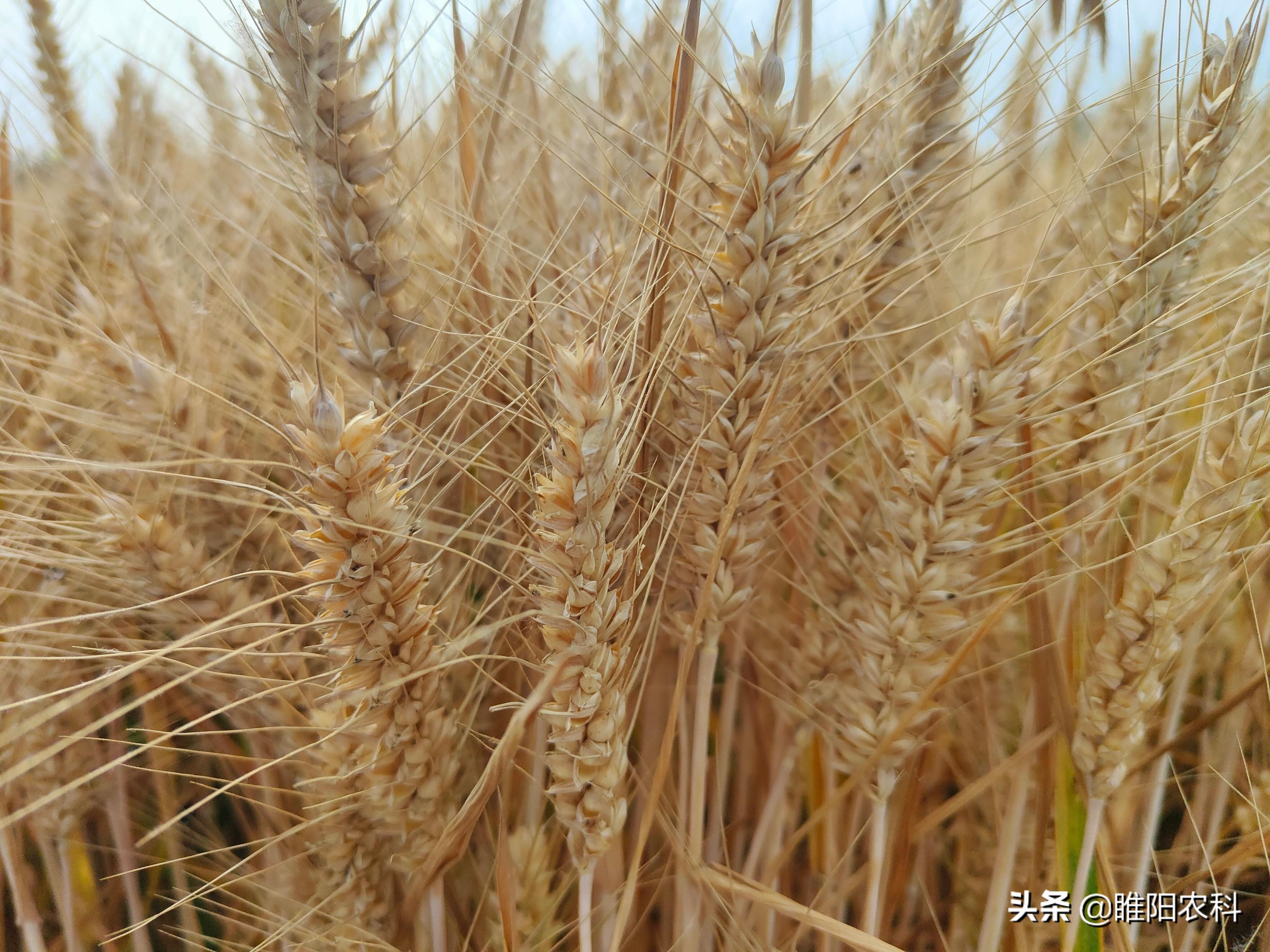 小麦品种排名，高产小麦排行榜