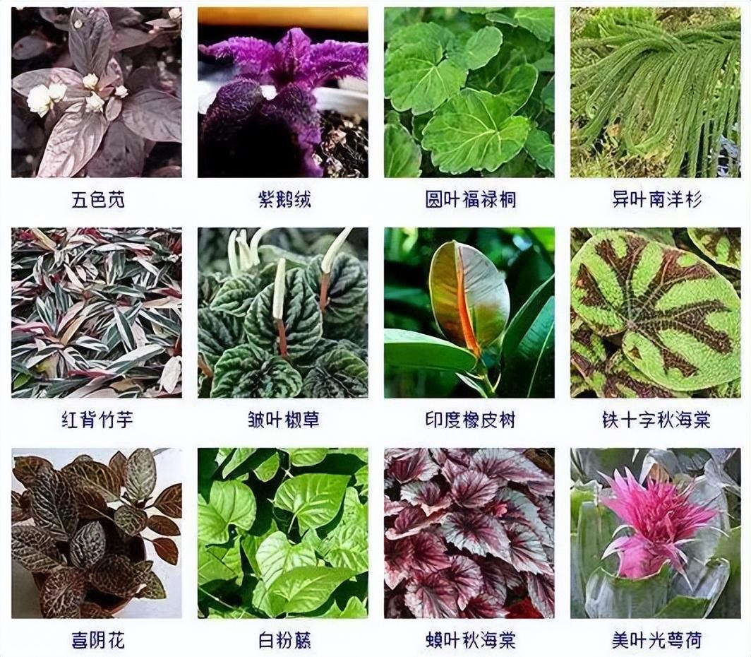 100种常见植物名称，生活经常见到的植物都有哪些