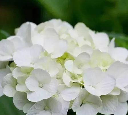 25种好看的白色的花分享，好看美丽的白花有哪些