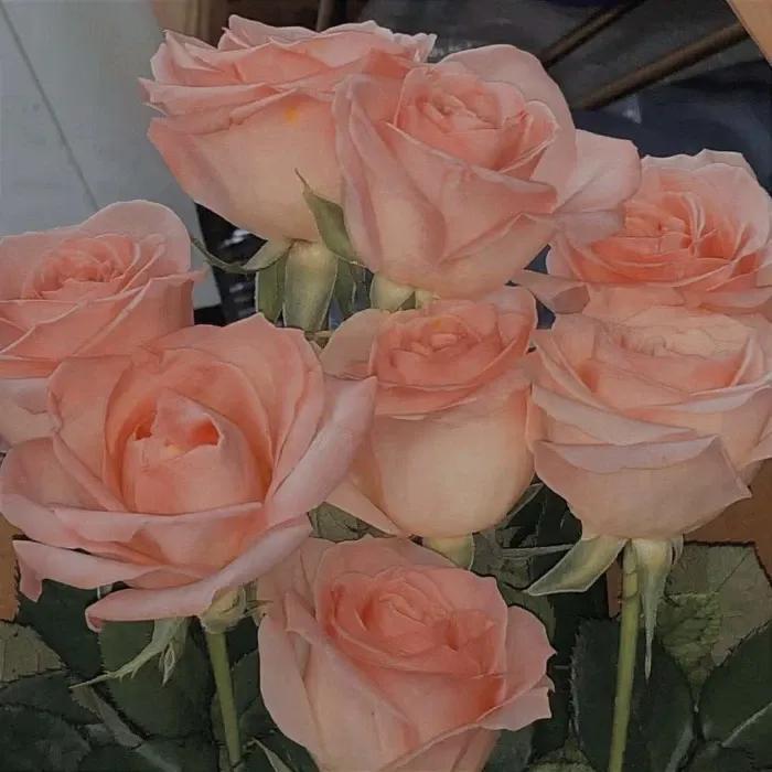 粉色玫瑰花语11朵，各色玫瑰代表的花语