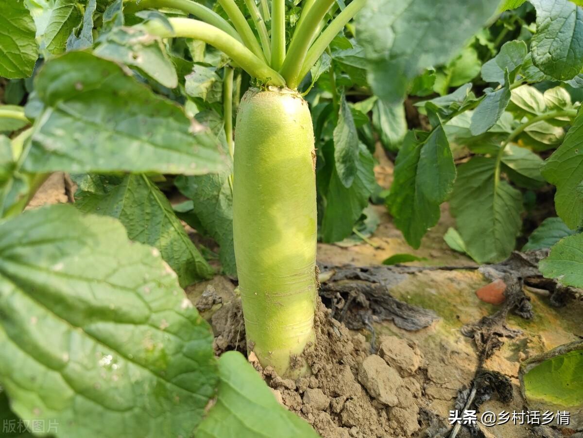 萝卜苗可以移栽种植吗，萝卜苗的养护方法
