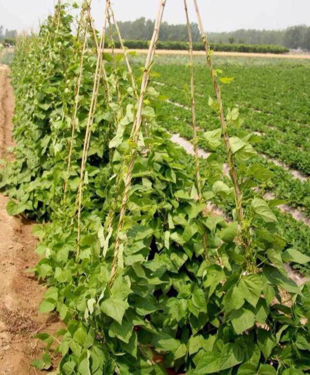 云豆角种植时间和方法，云豆角的栽培要点分享