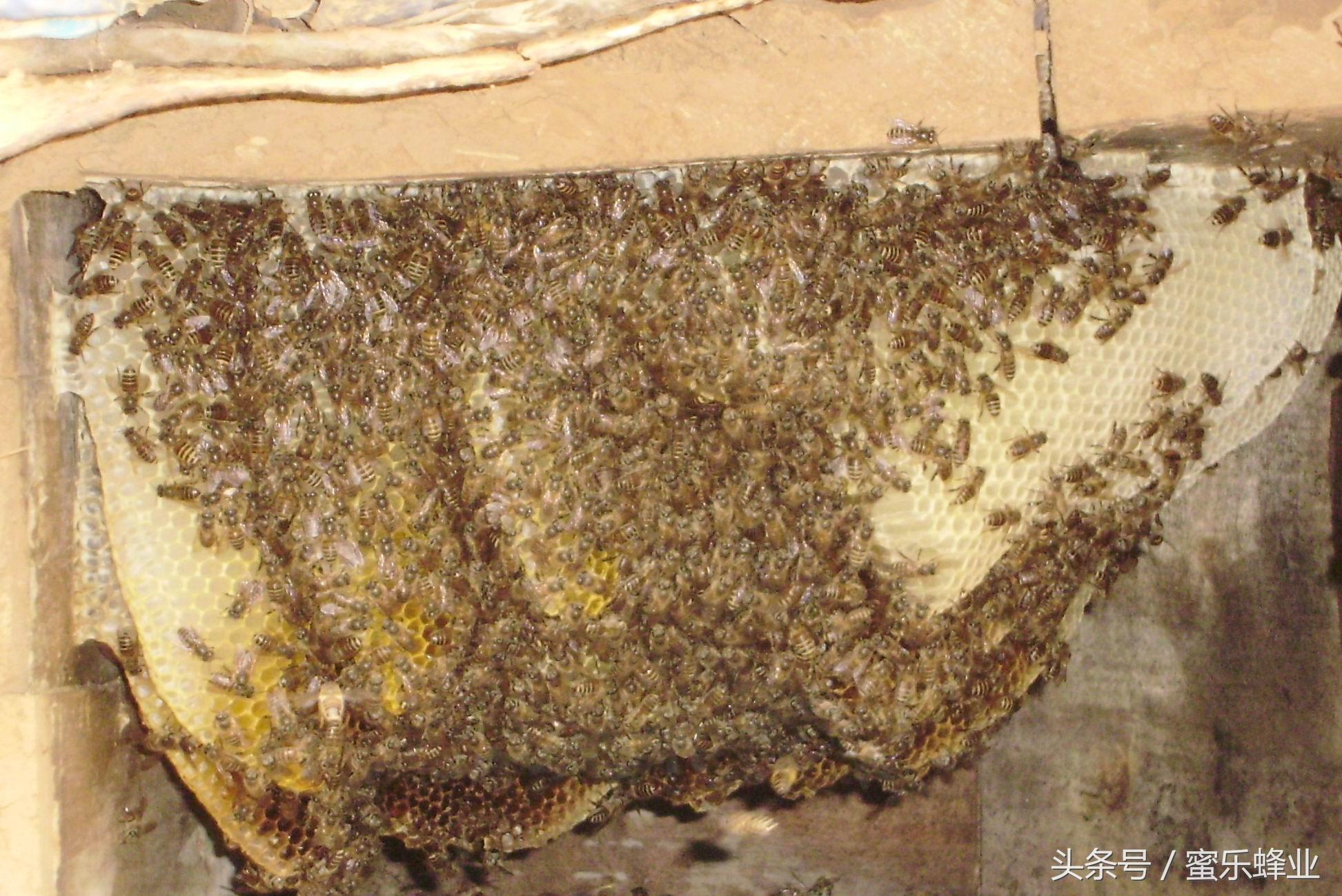 黄芪蜜是什么，常见的蜂蜜类型