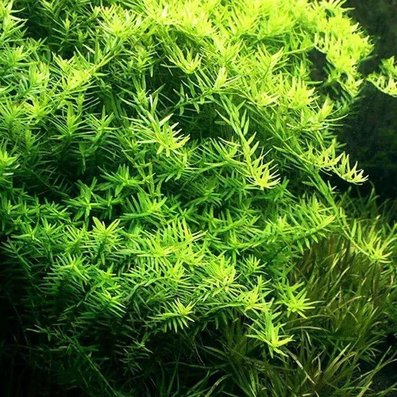 绿菊水草好养吗，有哪些适合新手的水草