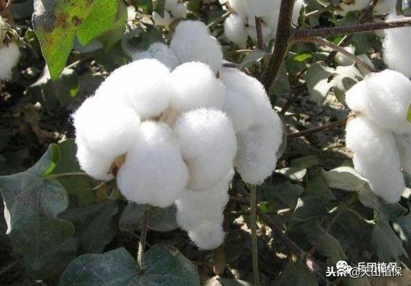 棉花的种植方法和时间？详解棉花的栽培要点有哪些