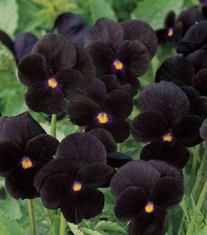 黑色花朵有哪些（黑色的花有什么品种）