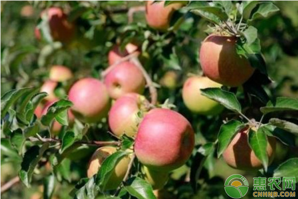 苹果开花期适宜的温度是多少？苹果花期最佳温度多少合适