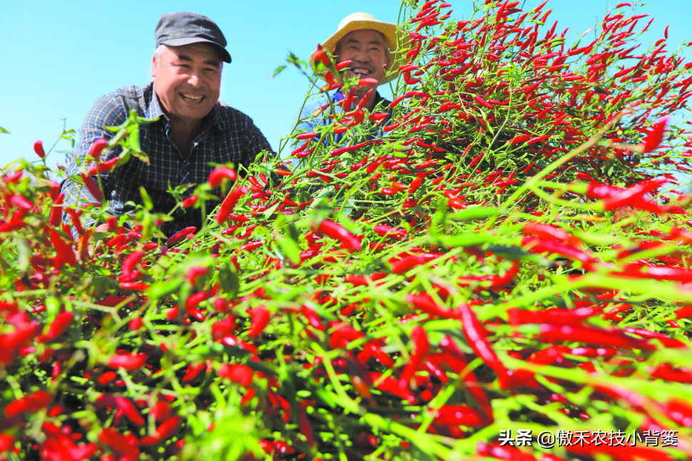 辣椒种植与管理技术，辣椒的栽培方法和注意事项