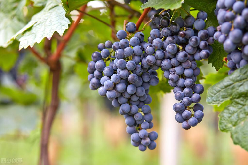 葡萄种植起源于什么朝代(葡萄是哪个年代引进的)