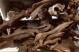 普通树根可以做沉木吗，做沉木的条件是什么呢