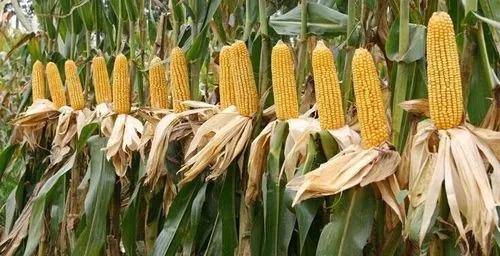 排名第一的玉米品种，高产玉米品种有哪些