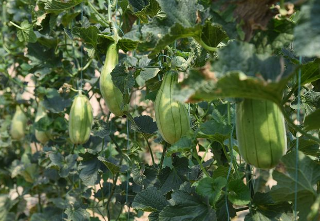 脆瓜的种植方法和时间，养护脆瓜的管理措施