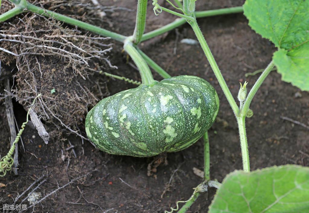 南瓜籽怎么种发芽快，南瓜育苗的方法和技巧
