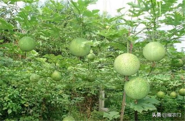 瓜蒌的种植方法和时间，瓜蒌的播种时间和栽培技术