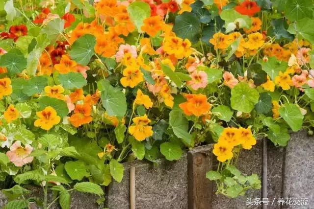 十大最强橙色植物，常见的开橙色花的植物