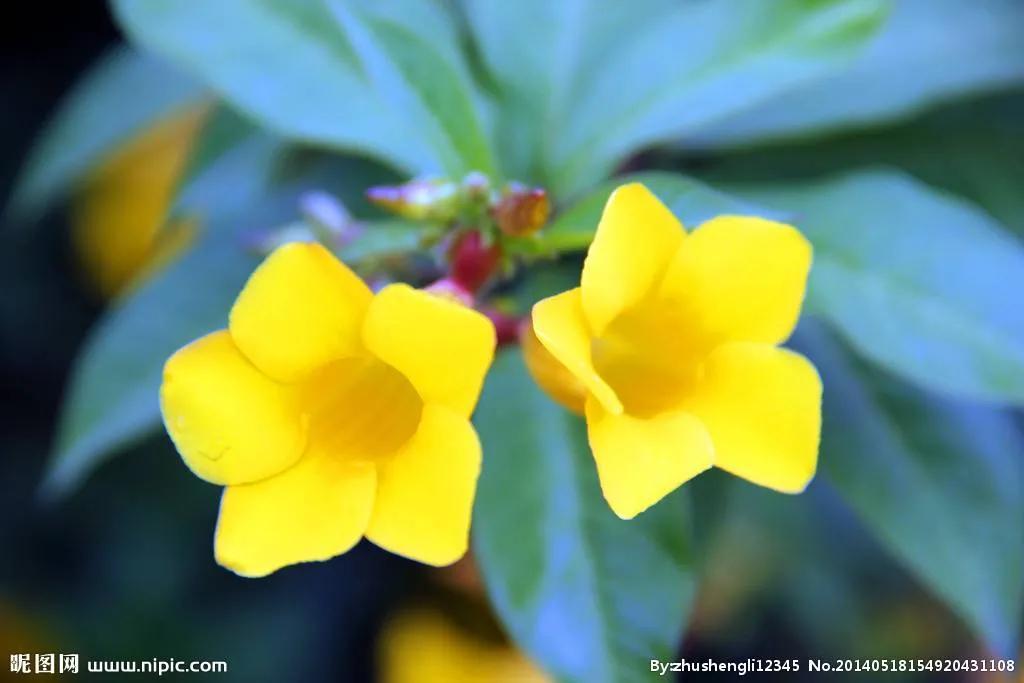 黄蝉花寓意，黄蝉花象征的意义是什么