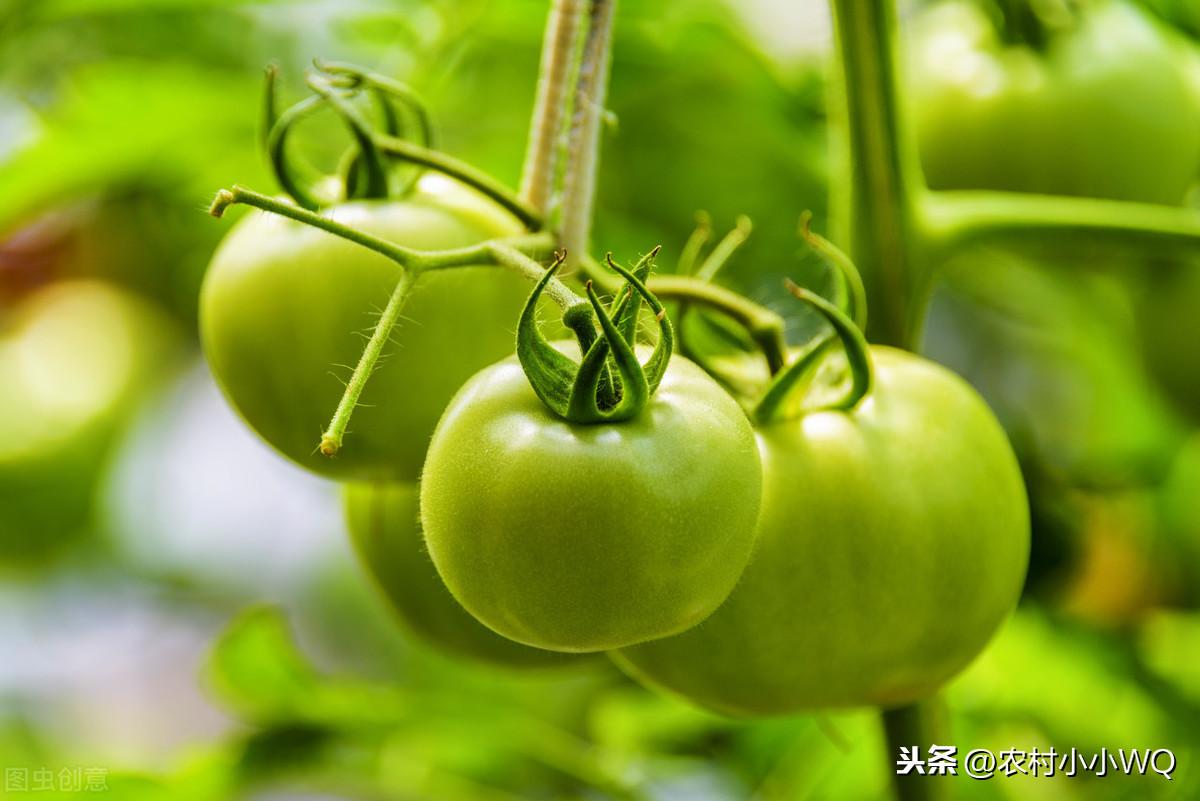 西红柿有什么特点，了解西红柿的主要特性有哪些