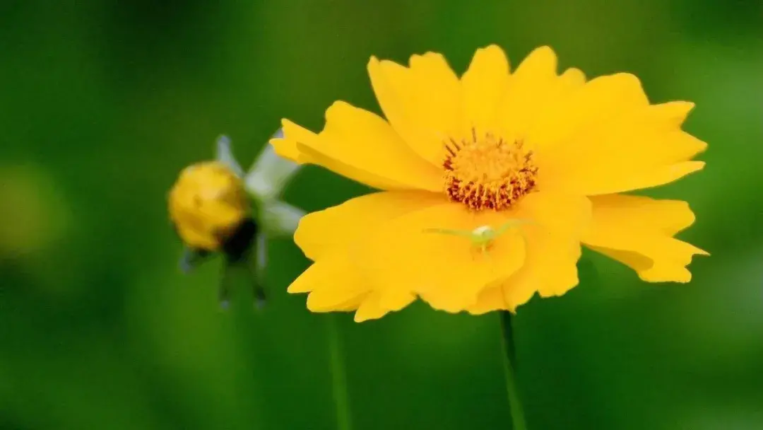 金鸡菊的花语是什么，金鸡菊的养护方法有哪些