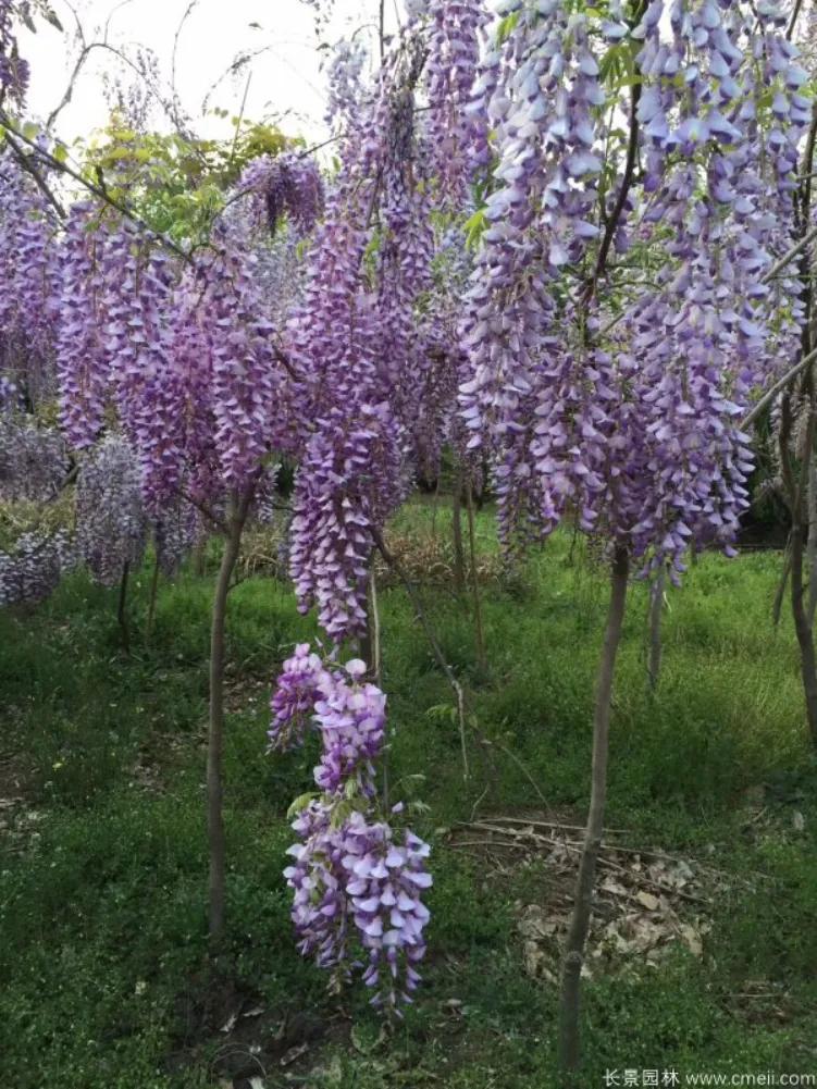 紫藤哪个品种最好，比较常见的几大紫藤介绍