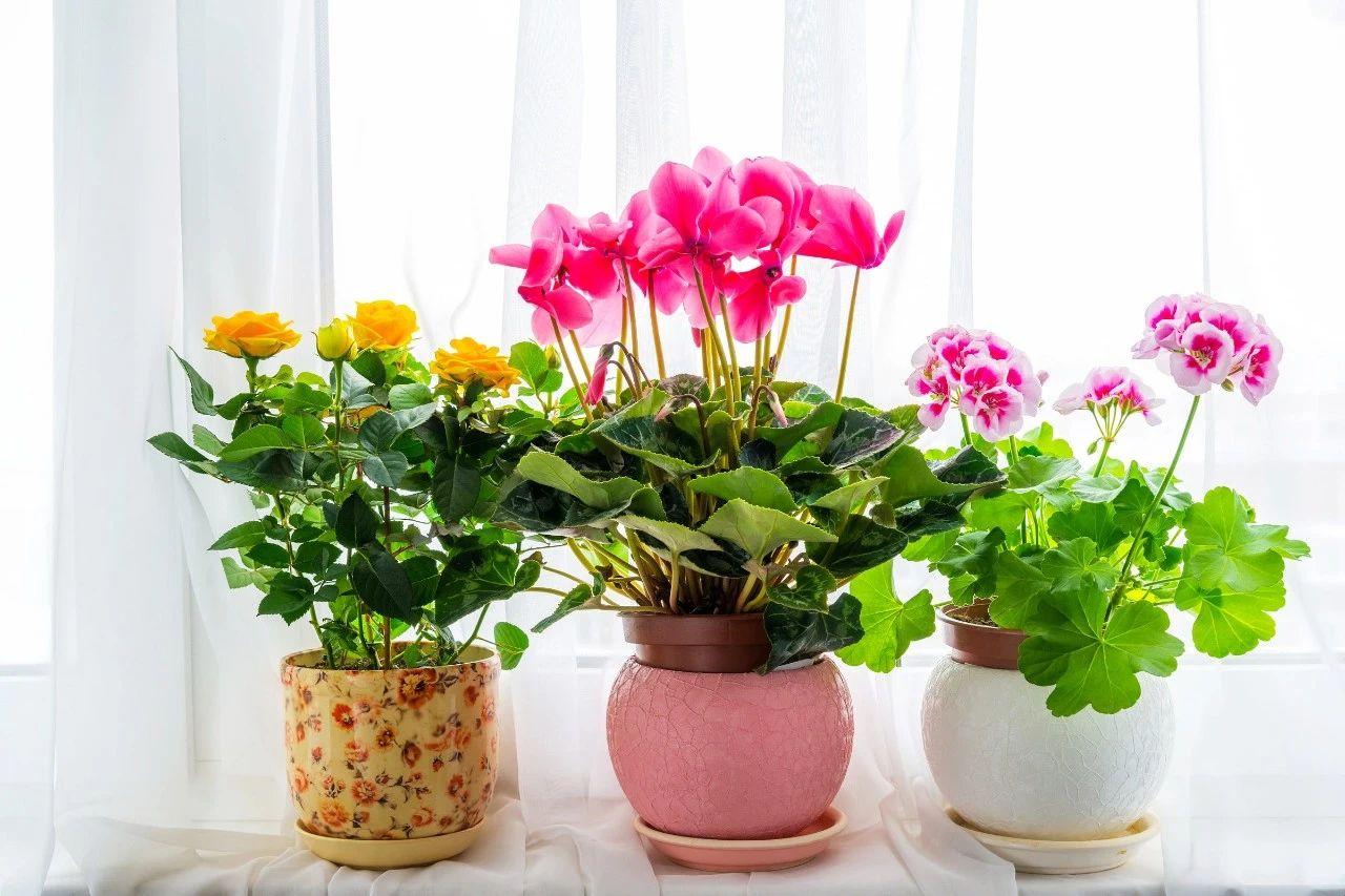 花盆是树脂的好还是陶瓷的好？养花如何选择花盆