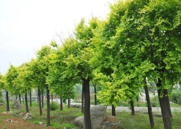 小区绿化树种，小区内常见的树有哪些品种