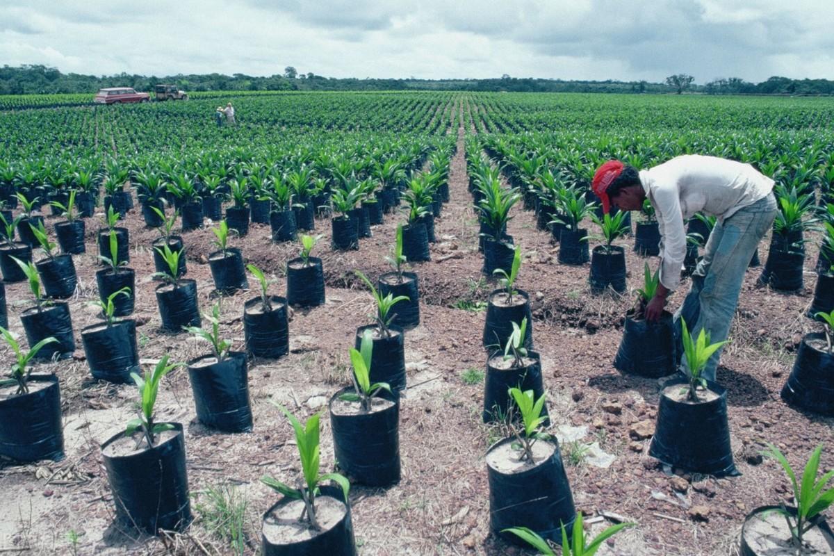 巴西木水培养殖方法，巴西木水养需要注意什么
