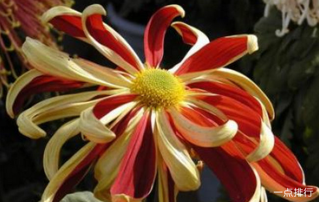菊花有几种颜色，菊花不同品种的介绍大全