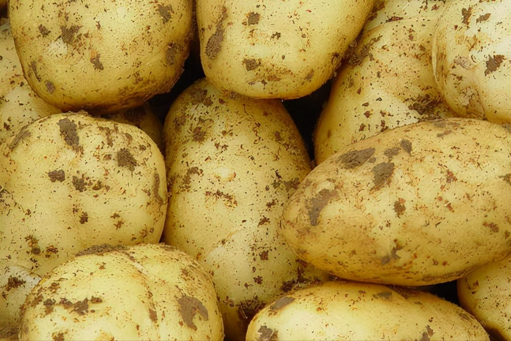 土豆产地在哪里，国内哪里盛产土豆