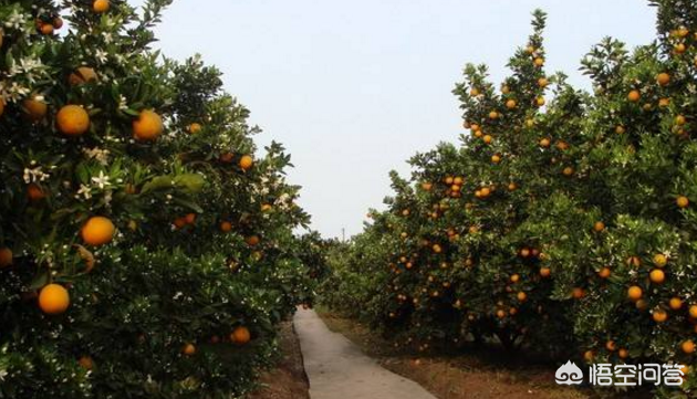 橘子树用什么肥料最好？橘子树施肥方法和注意事项