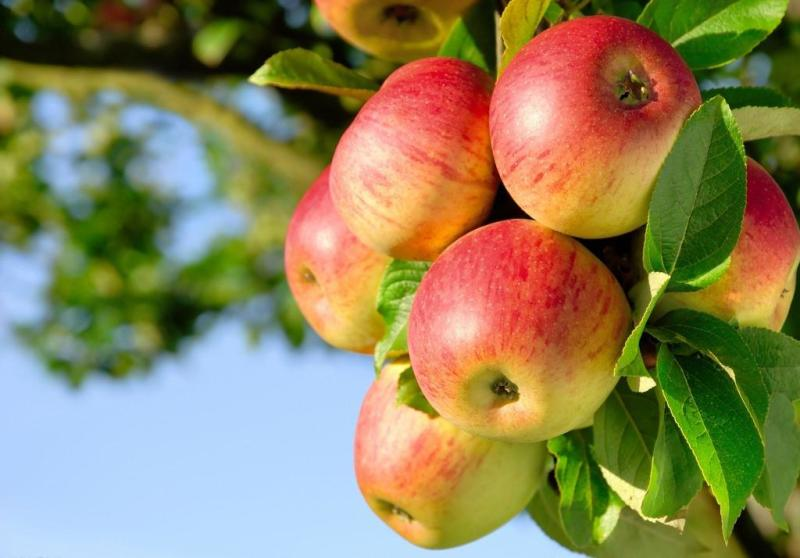苹果的资料介绍，关于水果苹果的简单讲解