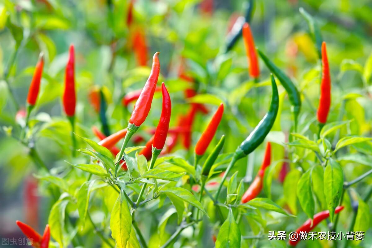 辣椒用什么肥料才能高产?辣椒的施肥要点和注意事项