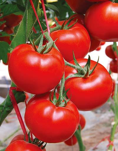 西红柿栽培管理技术，西红柿的种植要点分享