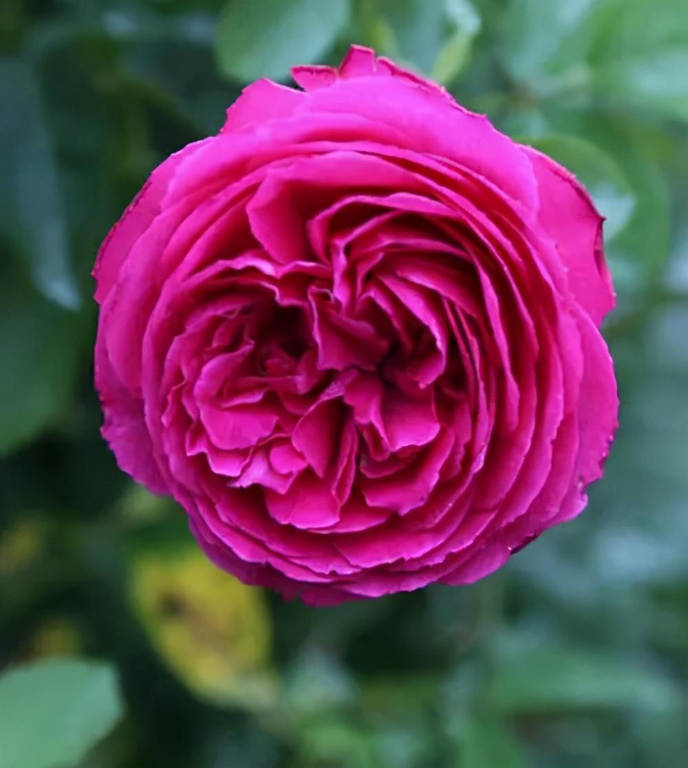 玫瑰花的种植方法，玫瑰花什么季节扦插最好呢